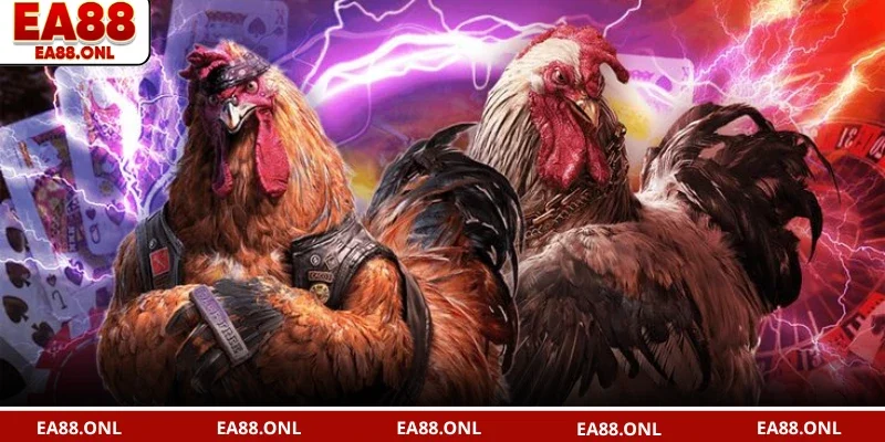 Một số loại hình chọi kê phổ biến tại danh mục